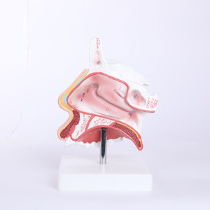 Modelo de anatomía nasal de PVC con textura suave Chinon BIX-A1059 del Medical College, ampliado dos veces para que los estudiantes entiendan la anatomía nasal interna - Product Image 2