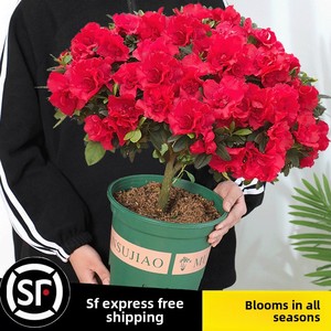 Azalea en Maceta, Bonsái con Tronco Maduro, Plántulas Robustas, Capullos de Flor, Flores para Interiores/Exteriores, Cuatro Estaciones, Fácil Cuidado, <span class=keywords><strong>Resistente</strong></span> al Frío, Origen China - Product Image 2