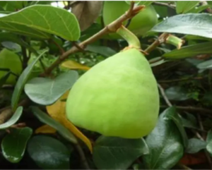 Extracto de fruta Bi Li 10:1 polvo de extracto de fruta de higo trepador Ficus Pumila - Product Image 5