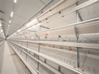 Tube LED T5 professionnel à intensité variable, haute efficacité, multicolore, pour élevages avicoles intérieurs, installation facile, étanche IP67, garantie 3 ans