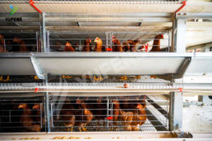 H Tipi Katmanlı Tavuk Kafesi Tavuk Yumurtlama Kafesleri Katmanlı Tavuk Kafesi Tavuk Yetiştirme Ekipmanları Ağır Hizmet Tipi Otomatik 10000 Kuş İçin - Product Image 2