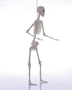 Squelette d'Halloween personnalisable de 165 cm avec articulations mobiles, os humains en plastique pour maison hantée, fête et décoration extérieure - Product Image 4