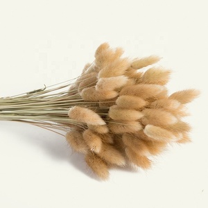 Vente en gros 50 pièces/bouquet d'herbe de queues de lapin <span class=keywords><strong>Lagurus</strong></span> ovatus séchée naturelle pour la décoration de la maison - Product Image 3