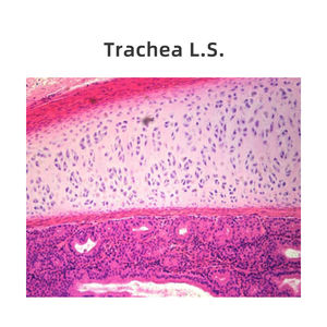 Sistem pernapasan geser trakea T.S. Paru Sec. Epiglottis Sagittal Sec. - Product Image 6