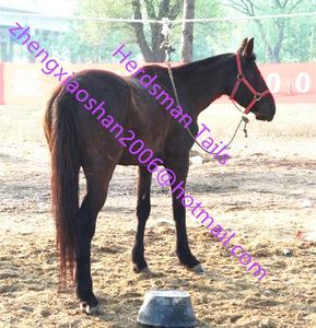 Show Horse-Extensión de cola de caballo para Tienda Ecuestre, botas de tachuelas falso de caballo de carreras, superventas - Product Image 4