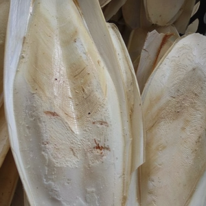 Material de Concha de Sepia Seca Premium para Proyectos de Tallado y Enriquecimiento de Mascotas, Suministrado Directamente desde Regiones Costeras de Vietnam - Product Image 1