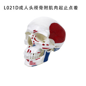 Modèle de crâne humain pour simulation médicale adulte 1:1, anatomie du crâne codée numériquement, spécimen de crâne - Product Image 3