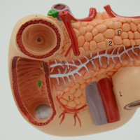 Modèle Anatomique Médical Populaire en PVC : Pancreas, Rate et Duodénum Humains, Modèle Anatomique du Foie Humain, Certifié CE/ISO