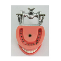 Modelo de dientes simulados estándar Modelo de entrenamiento de estudio dental 32 piezas Dientes extraíbles
