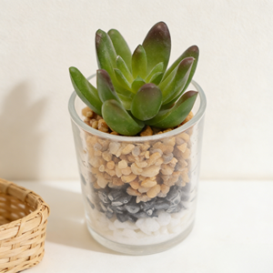 <span class=keywords><strong>Echeveria</strong></span> Artificial en Maceta de Vidrio Pequeña, Planta Suculenta Artificial, Loto de Jade, para Decoración de Hogar, Oficina y Escritorio - Product Image 4