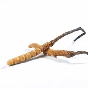 Estratto di <span class=keywords><strong>Cordyceps</strong></span> Sinensis Biologico in Polvere per Alimenti, Integratore con Varietà di Aloe Vera, Ingrediente Attivo Vitaminico, Confezione in Fusto, Anhui - Product Image 2