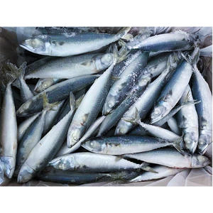 Caballa de pescado congelada Precio al por mayor 10kg Ctn Caballa congelada 300/500P Caballa del Pacífico - Product Image 4