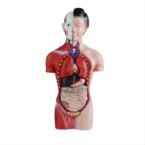ADA enseignement anatomique 42CM torse masculin 13 pièces ou 42CM torse féminin 15 pièces pour l'enseignement et l'apprentissage de l'anatomie - Product Image 5