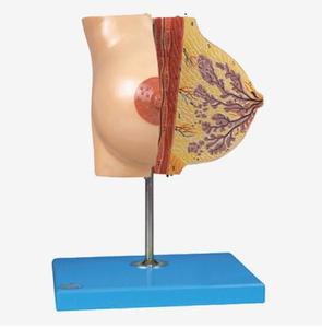 Modelo Anatômico de Mama Humana, Glândula Mamária em Período de Descanso - Product Image 1