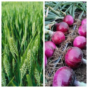 EDTA CuNa2 en Polvo, Grado Agrícola, Alta Pureza, Fertilizante Micronutriente de Cobre Quelatado para Pulverización <span class=keywords><strong>Foliar</strong></span> y del Suelo, CAS 14025-15-1 - Product Image 3