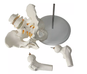 Modelo de Pelvis Femenina de Tamaño Real con 2 Vértebras Lombares, Demostración de la Estructura Pélvica y Enseñanza <span class=keywords><strong>del</strong></span> <span class=keywords><strong>Sistema</strong></span> Esquelético <span class=keywords><strong>Humano</strong></span> - Product Image 5