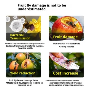 Trampa de pegamento para moscas de la fruta de 8.5 cm, grande, para uso en interiores y exteriores, control eficaz de insectos, venta al por mayor - Product Image 6