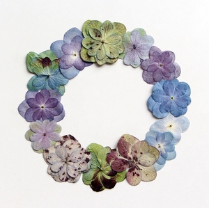 Hortensia <span class=keywords><strong>Macrophylla</strong></span> natural de doble flor, planta real seca y prensada para decoraciones de Navidad o Pascua - Product Image 5