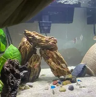 Pierre de dragon, décoration d'aquarium, pierre d'aquascaping (tailles mélangées)