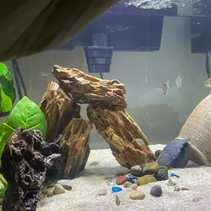 Đá Rồng đá bể cá trang trí aquascaping đá (kích thước hỗn hợp) - Product Image 6