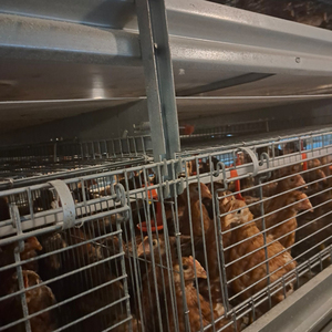 Cage d'élevage de poulets commerciale - Product Image 5