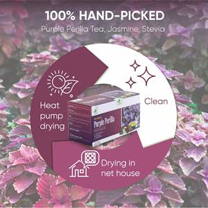 Collection d'infusions de plantes séchées mélangées de qualité supérieure, thé de la perilla violette en sachet de 2g, du Vietnam, longue durée de conservation, marque NMPT - Product Image 3