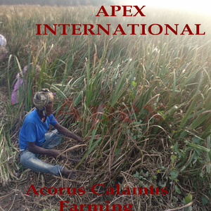 Racine de Calamus Acorus Racine de Calamus, Sweet Flag, Buch, Vach rhizomes séchés de la plante Sweet Flag - Product Image 1