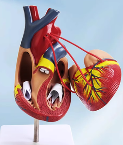 Mô hình giải phẫu tim kích thước thật chất lượng cao, mô hình cấu trúc cơ quan người, mô hình huấn luyện phẫu thuật thông mạch tim cho khoa học y tế - Product Image 5