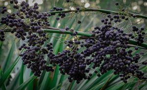 Hoogwaardige Wilde Acaibessenpoeder 99% Pure Anthocyanen Fruitextract - Product Image 3