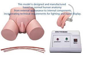 医療トレーニング用の安価な電子式男性/女性尿道カテーテル挿入および浣腸モデル、ISO認証取得済み - Product Image 2