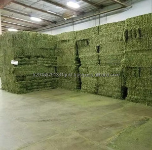 Rhode <b>Grass</b> Premium Alfalfa Hay Timothy Hay Feed Grade for <b>Dogs</b> Horses Cattle Pigs Fish High Protein Packaged Bales for Animals - Product Image 3