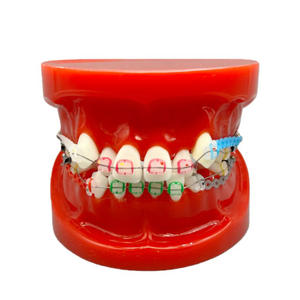Sistema di Simulazione Dentale Ortodontica con Denti in Resina, Quattro Brackets Premolari, Filo di Legatura, Modello Anatomico per Scienza Medica - Product Image 1