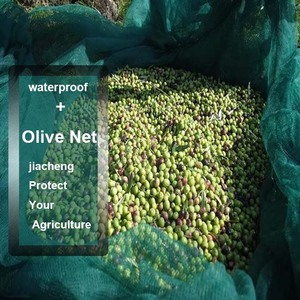 Giá rẻ 100gsm nhiệm vụ nặng nề <span class=keywords><strong>Olive</strong></span> Tree <span class=keywords><strong>Net</strong></span> 6x12 <span class=keywords><strong>Olive</strong></span> thu thập <span class=keywords><strong>Net</strong></span> <span class=keywords><strong>Olive</strong></span> thu hoạch <span class=keywords><strong>Olive</strong></span> lưới - Product Image 3