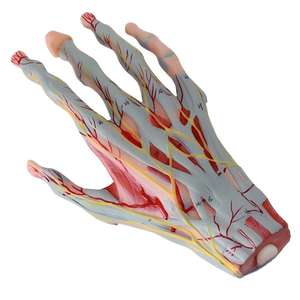 Медицинская учебная модель: Анатомия кисти с нервами и кровеносными сосудами - Product Image 3