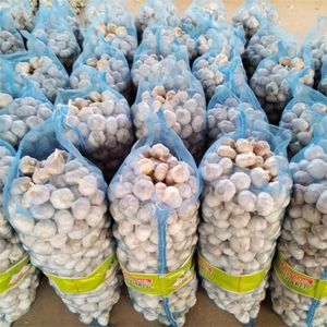 <strong>Fresh</strong> <strong>Garlic</strong> Chinese New Crop Ail Supply As <strong>Garlic</strong> and Pure White Alho Ajo From Wholesale <strong>Garlic</strong> Manufacturer - Product Image 1