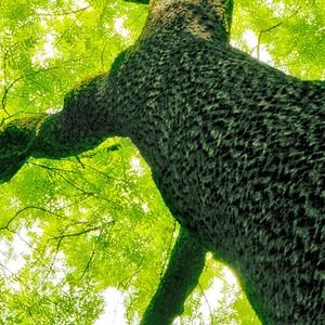 <span class=keywords><strong>Carta</strong></span> <span class=keywords><strong>da</strong></span> <span class=keywords><strong>parati</strong></span> in vinile personalizzato <span class=keywords><strong>con</strong></span> motivo floreale indicatore di tendenza cercando grande struttura ad albero impermeabile per la grande visione dello spazio pubblico - Product Image 3