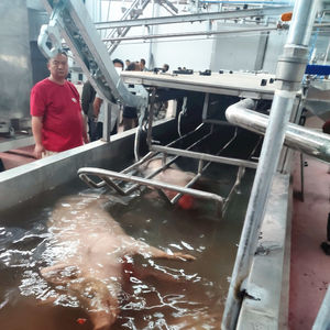 Ligne de production de porc haute capacité 380V, équipement d'abattage de porcs pour abattoir, machinerie d'abattage de porcs 30-5000 têtes par jour - Product Image 4