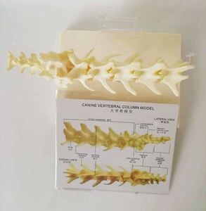 Modelo de vértebras lumbares para perros KyrenMed, modelo de columna vertebral canina de 5 piezas, modelo de columna vertebral de perro para enseñanza de mascotas veterinarias - Product Image 3