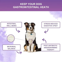 Complément Digestif pour Animaux de Compagnie Haute Qualité, Riche en Protéines, Granulés Souples, Probiotiques Efficaces pour Chiens, à Mâcher, à l'Huile de Coco pour une Meilleure Digestion