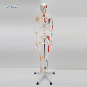 Squelette humain avec coloration musculaire et modèle de ligaments, 180 cm de haut, modèle détachable pour l'enseignement de l'anatomie. - Product Image 1