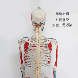 แบบจำลองโครงกระดูก FRT003: แบบจำลองโครงกระดูกมนุษย์ทั้งตัวสำหรับการแพทย์ ขนาด 176 ซม. พร้อมกล้ามเนื้อ (จุดเริ่มต้นและจุดสิ้นสุด) แสดงสีแดงและสีน้ำเงิน - Product Image 4