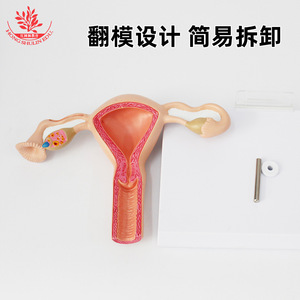 Modelo de anatomía ovariana, material de PVC, modelo de demostración de anticoncepción femenina, modelo de útero femenino humano normal - Product Image 4