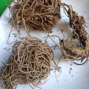 Raízes valerianas secas naturais puras para erva - Product Image 3