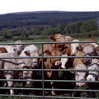Ranch Exklusivlieferung Herd Pferd Bullenstall Rinderpaneele zu verkaufen Massenbestellpappen Rinderpaneele
