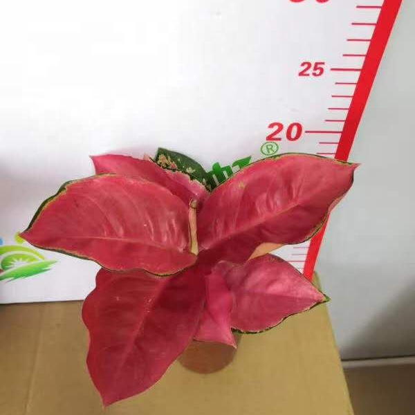 Зелеными растениями; Платье красного цвета из Китая