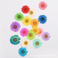 Fleur de marguerite séchée naturelle, emballage sous vide, fleur pressée pour la décoration de la maison en résine, la fabrication de bijoux, la décoration de coques de téléphone