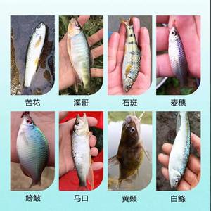 สายเอ็นตกปลา Xiliu Zhijia แบบโมโนฟิลาเมนต์ ความแข็งแรงสูง ทำจากไนลอน สำหรับตกปลาลิ้นจี่ ปลากะพง และปลาตัวเล็ก - Product Image 4