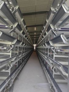 Jaula <span class=keywords><strong>de</strong></span> 250 capacidad <span class=keywords><strong>para</strong></span> <span class=keywords><strong>pájaros</strong></span>, capa <span class=keywords><strong>de</strong></span> Kenia, <span class=keywords><strong>jaulas</strong></span> <span class=keywords><strong>de</strong></span> pollo <span class=keywords><strong>de</strong></span> <span class=keywords><strong>segunda</strong></span> <span class=keywords><strong>mano</strong></span> <span class=keywords><strong>para</strong></span> 2000 <span class=keywords><strong>pájaros</strong></span>, granjas pequeñas - Product Image 5