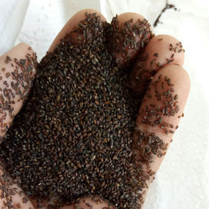 Che qian zi натуральные сырые сушеные семена плантана, семена подорожника, не экстракт для травы - Product Image 5