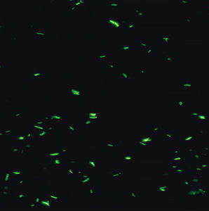 BestScope BS-2044FB <span class=keywords><strong>Microscope</strong></span> biologique binoculaire Fluorescent à éclairage réfléchissant et au mercure - Product Image 2